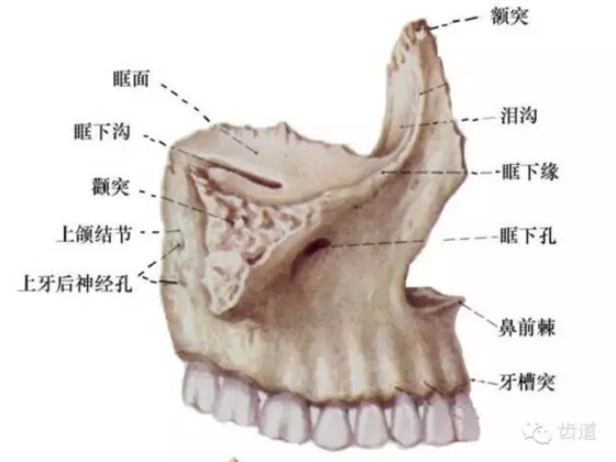 牙醫(yī)基礎(chǔ)知識(shí)：口腔頜面部應(yīng)用解剖生理