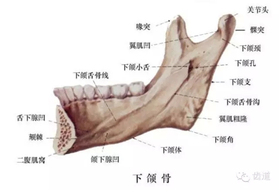 牙醫(yī)基礎(chǔ)知識(shí)：口腔頜面部應(yīng)用解剖生理