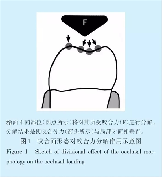 王美青.淺談咬合修復(fù)重建中的（牙合）學(xué)問題