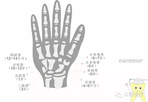 【愛牙科普知識(shí)300問】之 “口腔是怎樣形成發(fā)育和工作的？”