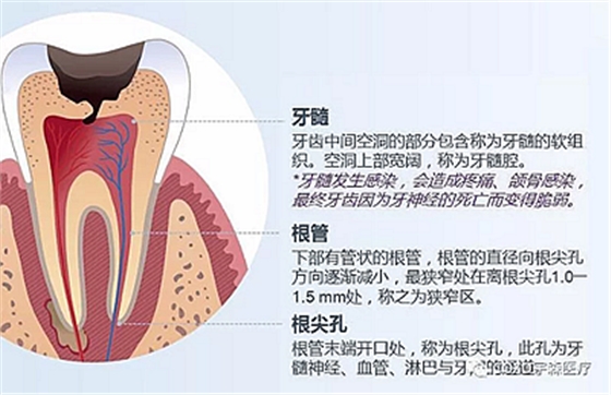 廠家來(lái)解說(shuō)：多頻技術(shù)的根管長(zhǎng)度測(cè)定儀