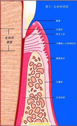 生物學寬度