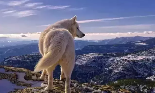 逼狼去吃草，太經(jīng)典了！