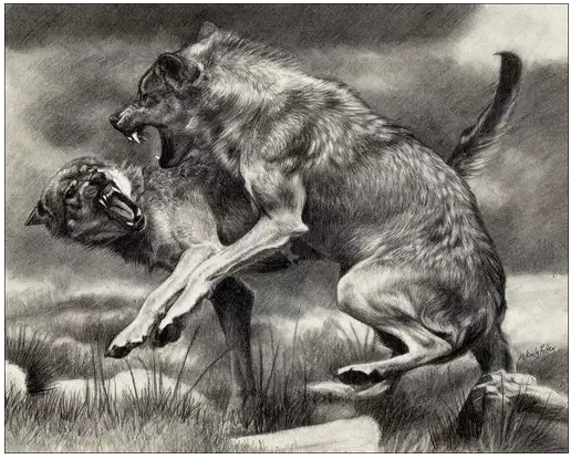 逼狼去吃草，太經(jīng)典了！