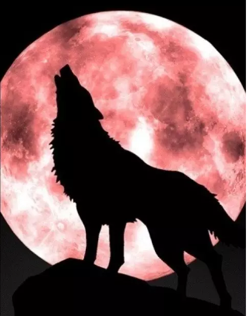 逼狼去吃草，太經(jīng)典了！