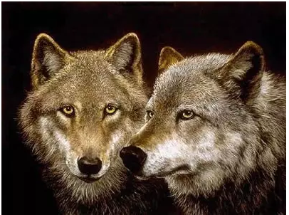 逼狼去吃草，太經(jīng)典了！