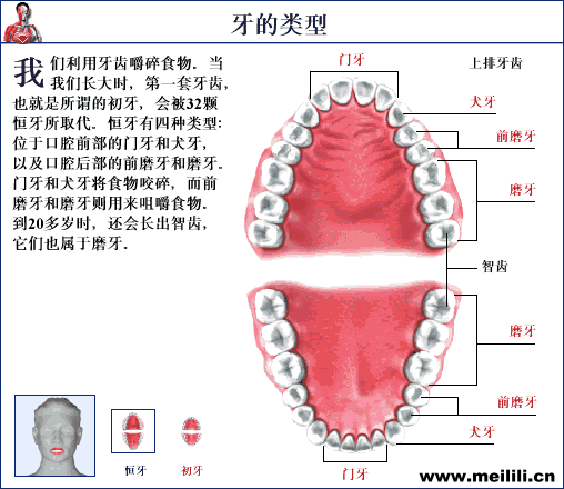 【愛牙科普】牙齒原來分這幾種類型？.gif